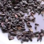 Isatis tinctoria 'Woad'-1638