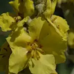 Verbascum bombyciferum ‘Arctic Summer’-3941