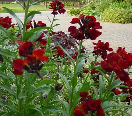 Blood Red' is a favourite with gardeners, the astonishing deep crimson, velvety red flowers they are sure to be a focal point.