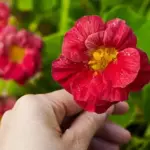 The stem length is sufficient for arranging, and it won’t overtake the garden