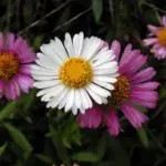 Erigeron is an amazingly versatile plant, being low-growing, happy in sun or partial shade and thriving in any well-drained soil.
