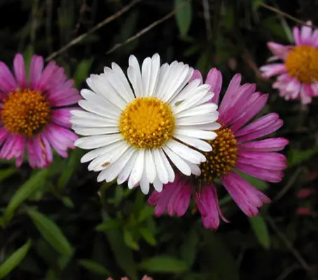Erigeron is an amazingly versatile plant, being low-growing, happy in sun or partial shade and thriving in any well-drained soil.