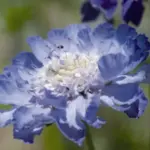 Scabiosa caucasica 'Fama' is a most elegant flower.