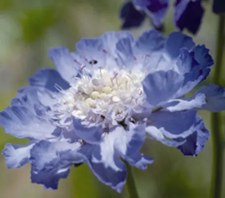 Scabiosa caucasica 'Fama' is a most elegant flower.