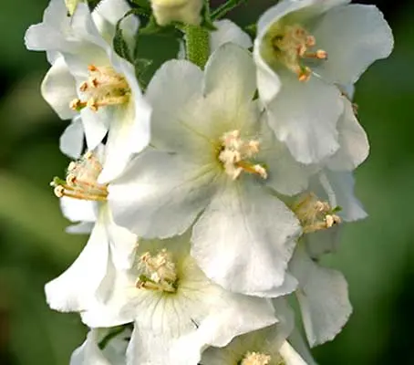 The lovely white-flowering species of Verbascum, 'Flush of White' is a true perennial