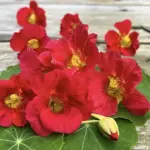 Glowing cherry-coral blooms give this variety a warm, tropical quality