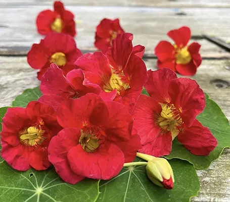 Glowing cherry-coral blooms give this variety a warm, tropical quality