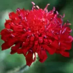 Knautia macedonica has been hugely fashionable for years and is likely to remain so for many more.