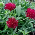This lovely and versatile perennial blooms from late spring to autumn with dark-crimson, richly glamorous pompoms.
