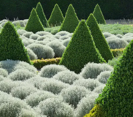 Santolina or lavender cotton is a Mediterranean small shrub with soft, woolly, finely divided foliage, that make neat, rounded bushes.