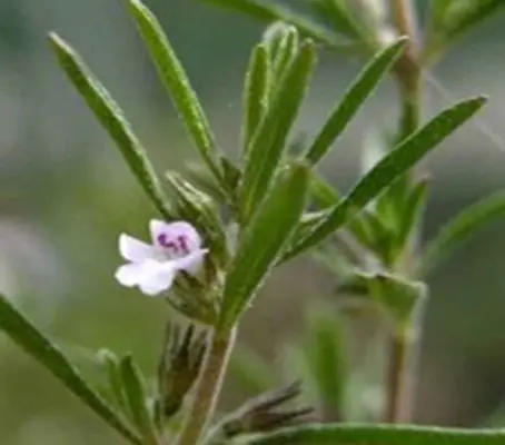 Savory, Summer Savory, 'Midget' -0