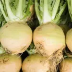 Swede Wilhelmsburger is considered to have the best table quality and to be the most refined in terms of taste.