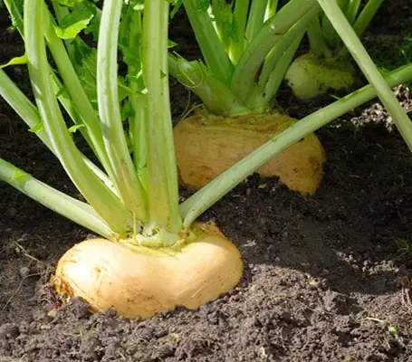 Swede Wilhelmsburger has been long favoured in the local markets of Germany and Northern Europe.