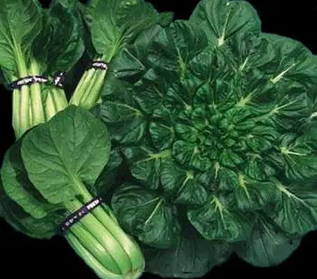 Known as "Tah Tsai" in China, Tatsoi or Rosette Pak Choi is among the most popular of oriental greens.