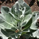 Verbascum bombyciferum ‘Arctic Summer’-3937