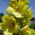 Verbascum olympicum 'Greek mullein'-12039