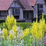 Verbascum olympicum at Great Dixter, Christopher Lloyd loved their statuesque flowerheads.