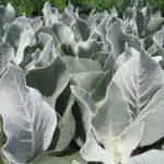 Verbascum bombyciferum ‘Arctic Summer’-0