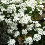 The pretty white blossoms that bloom in spring will fill the void when yearning for blooms is tugging at your core.