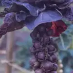 ‘Red Bull’ is a specialist sprout variety from Europe.