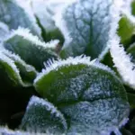 An excellent winter gap filler, both in the vegetable garden and at the dining table.