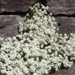 It can be used in borders and is excellent for trailing over the edges of containers, over stones or down walls.