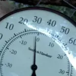 A staple ingredient for winter salads, they can also be cooked like spinach.