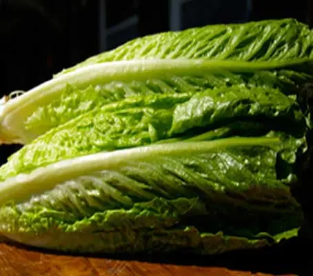 Smaller and more compact than most other romaine’s, 'Lobjoits Green Cos' is considered by many to be the best lettuce that you can grow.