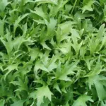 Mizuna grows as a large rosette of finely serrated, feathery leaves, which are dark, glossy green, similar to rocket leaves