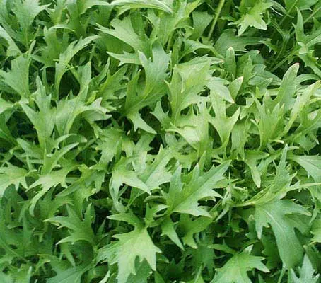 Mizuna grows as a large rosette of finely serrated, feathery leaves, which are dark, glossy green, similar to rocket leaves