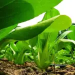 Easy to grow, this vigorous variety grows to a height of 45cm (18in).