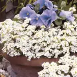 Plant Arabis under spring-blooming bulbs with Narcissus, Primula veris or Viola.