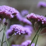 This long flowering beauty flaunts its sprays of fragrant flowers from mid to late summer.