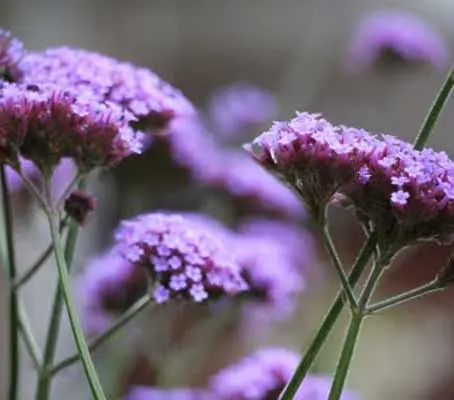 This long flowering beauty flaunts its sprays of fragrant flowers from mid to late summer.