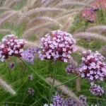 Verbena bonariensis can be planted alongside a variety of different perennials, including grasses.
