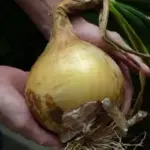 A heritage variety and great all-rounder, Ailsa Craig still takes some beating.