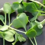 Try growing a few broccoli seed to just Micro-leaf stage, they are very tender with an astonishing clarity of flavour…. a true 'superfood'