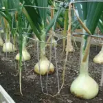 It produces weighty onions perfect for the kitchen or show bench.