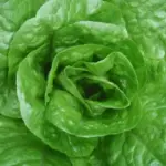 Packed with tender, deep green leaves ‘Parris Island’ is more nutritious than other lettuce and a gourmet favorite.