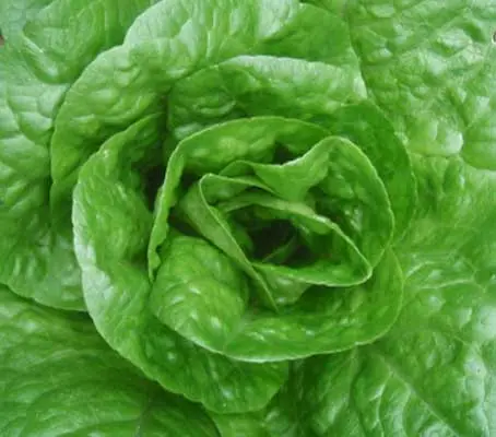 Packed with tender, deep green leaves ‘Parris Island’ is more nutritious than other lettuce and a gourmet favorite.