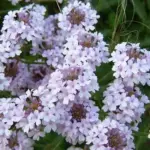 Although only a foot or two in height, Verbena rigida 'Polaris' can outshine almost everything else, particularly in late autumn sunlight.