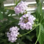 This dazzling, low-growing verbena produces three-branched candelabra of silver-blue flowers.