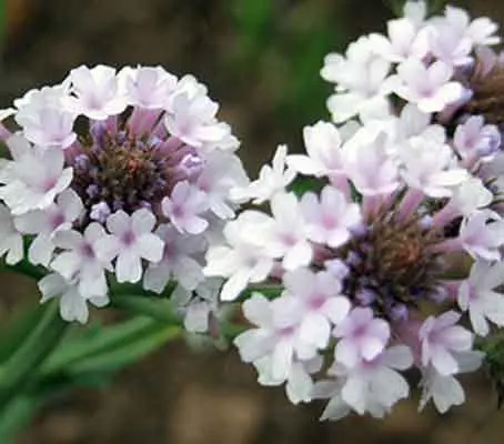 Verbena rigida 'Polaris'-0