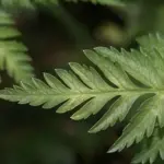 The leaves are a fresh green, sharply-cut pinnate shape.