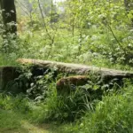 In spring, as the roadsides and hedgerows become profuse with fresh, verdant foliage.