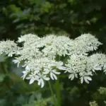 Our native Cow Parsley has a sophisticated form, with delicate, open, white lacy umbels, they look as though they're erupting from a well shaken champagne bottle.