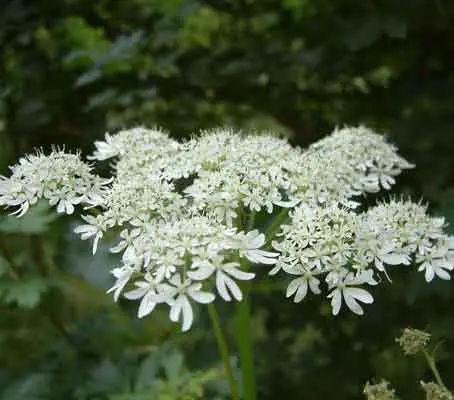 Our native Cow Parsley has a sophisticated form, with delicate, open, white lacy umbels, they look as though they're erupting from a well shaken champagne bottle.