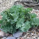 Crambe maritima 'Lilywhite'-2685