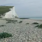 Crambe maritima 'Lilywhite'-2687