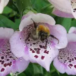 The inside of the tubular flower is lighter coloured and marked with dark irregular blotches.